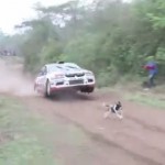 【動画】世界一ラッキーな犬、奇跡的に車との衝突を逃れる