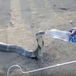 村に迷い込んだキングコブラ、人間からペットボトルの水を貰う