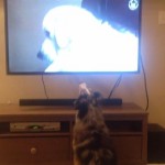 【動画】テレビが好きすぎて大興奮するシェパード犬が話題に